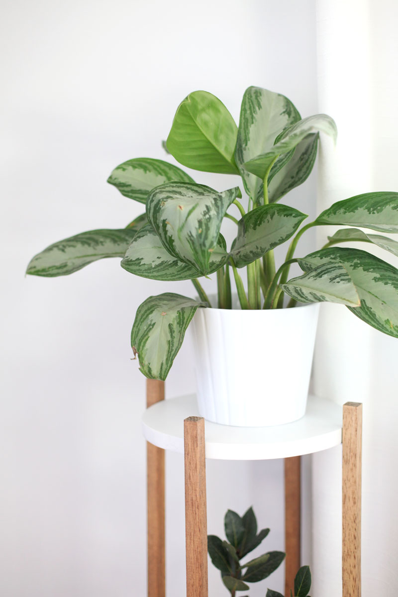 Mid Century Inspired Plant Stand Diy A Beautiful Mess